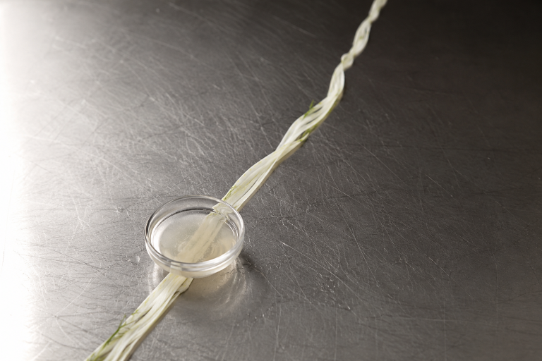 Two strands of fermented cabbage twisted together into a single line running across a stainless steel bench, passing through a glass jar ring