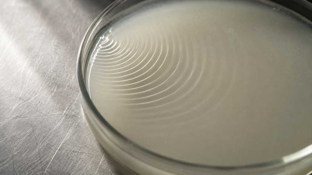 Stress is an ingredient your gut can taste