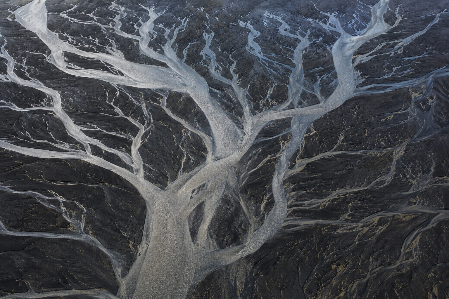 Aerial view of a branching river delta, silvery water channels spreading across dark volcanic substrate