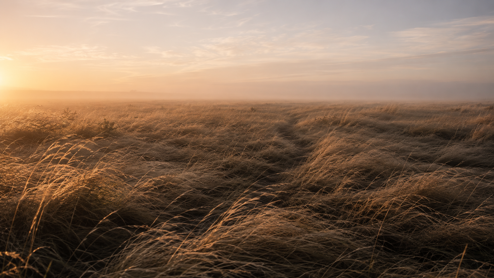 A faint path through native grassland at dawn, golden mist hanging at ground level, grass leaning in different directions