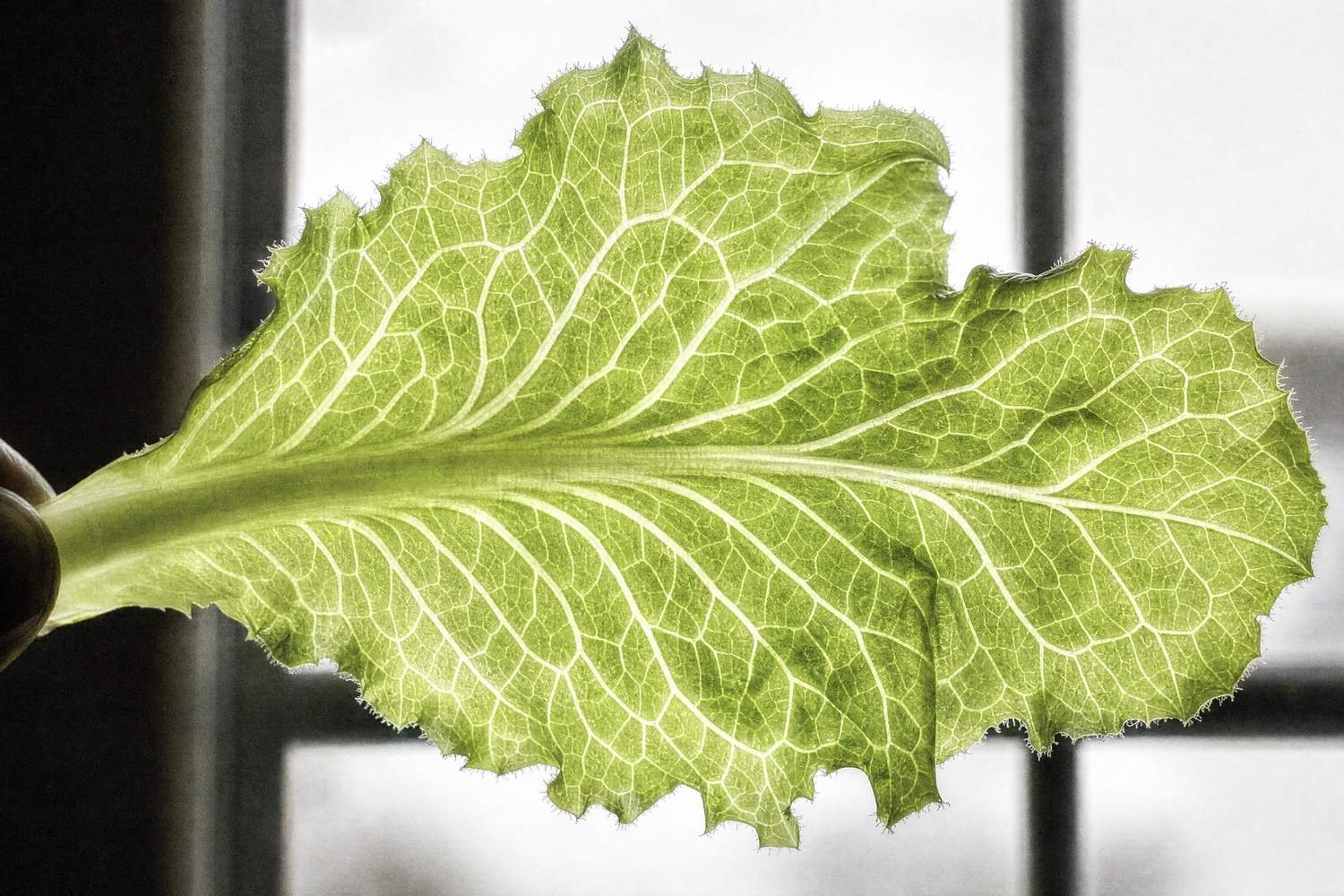 Hold a leaf to the light and the structure shows. The community that travels with it does not.