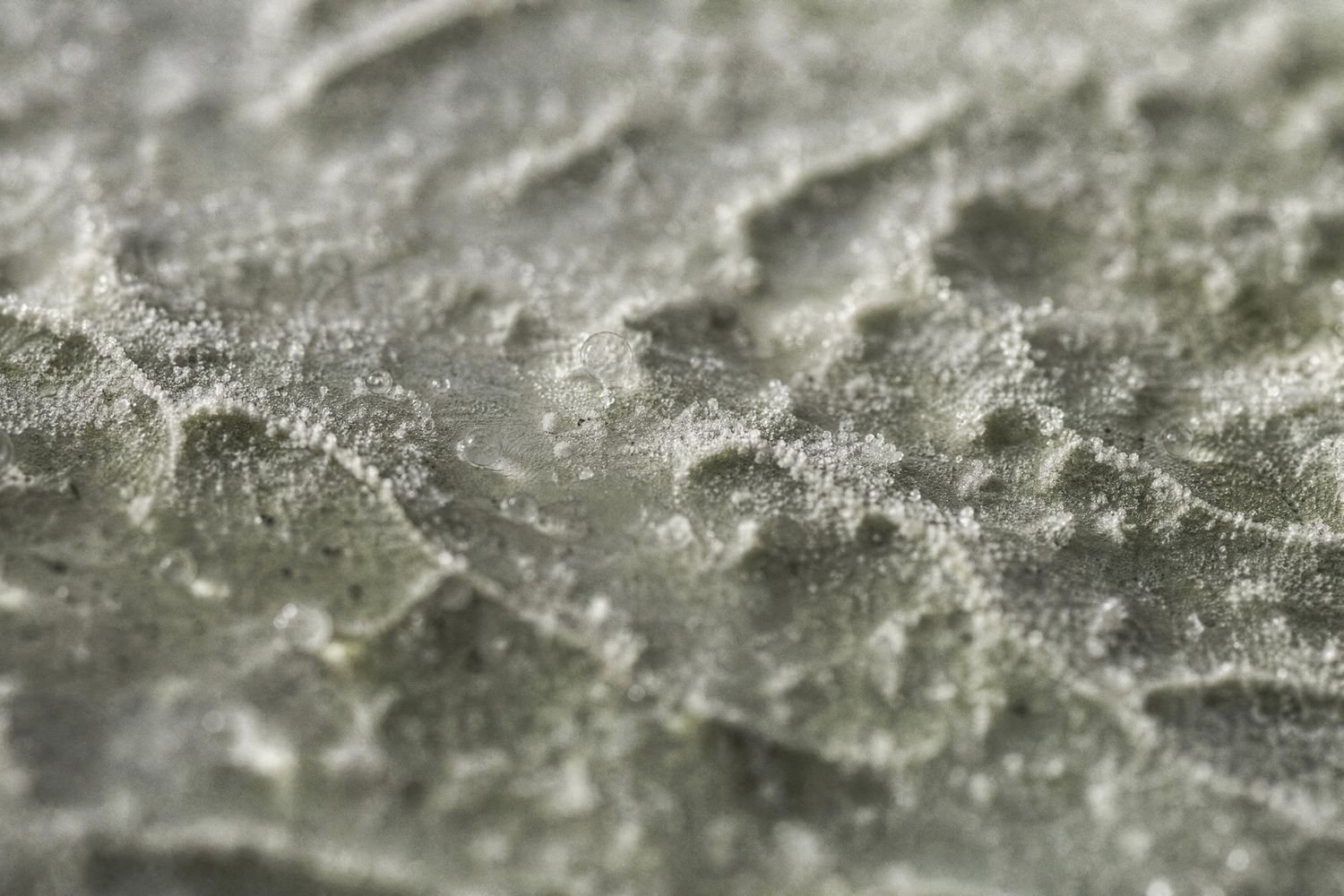 The waxy bloom on an outer leaf, close enough to read as terrain. This is where the community lives.