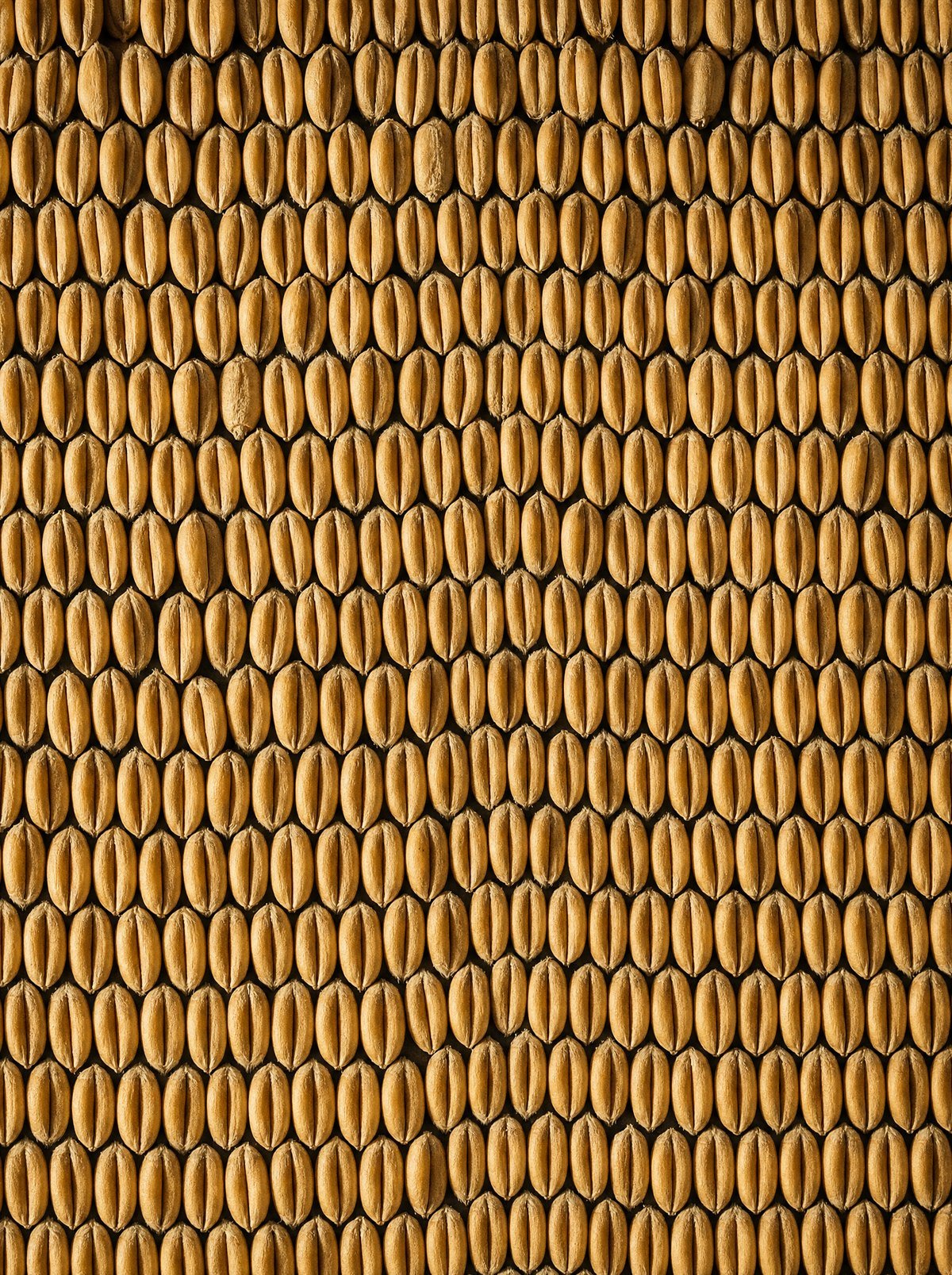 Wheat grains packed in tight rows photographed from above like masonry